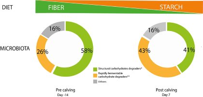 New insights: Effect of live yeast on dairy cows New insights: Effect of live yeast on dairy cows