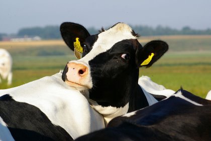 In the Nordic countries breeding for improved fertility has been taking place for more than 40 years. Photo: VikingGenetics In the Nordic countries breeding for improved fertility has been taking place for more than 40 years. Photo: VikingGenetics