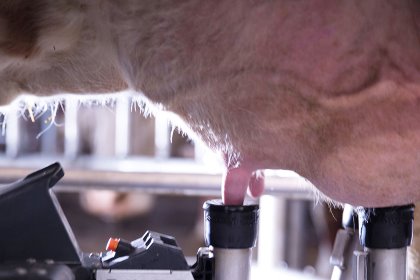 Photo: Milking Edge Photo: Milking Edge