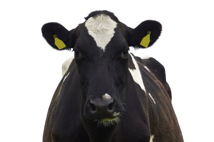 Up to 60% of lactating cows may develop either metabolic or infectious diseases during the first 60 days of lactation. Photo: Dreamstime Up to 60% of lactating cows may develop either metabolic or infectious diseases during the first 60 days of lactation. Photo: Dreamstime
