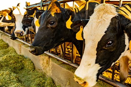 When the immune system is in balance, cows’ performance and ability to ward off disease improves. Photo: Arm and Hammer When the immune system is in balance, cows’ performance and ability to ward off disease improves. Photo: Arm and Hammer