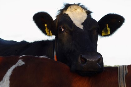 During heat stress challenges, fibre can be reduced in the ration, but it is important that this is not done to the extent of causing a negative impact on the rumen. Photo: Dreamstime During heat stress challenges, fibre can be reduced in the ration, but it is important that this is not done to the extent of causing a negative impact on the rumen. Photo: Dreamstime