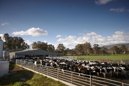 Stuart's farm in the Kiewa Valley. Photo: Stuart Crosthwaite. Stuart's farm in the Kiewa Valley. Photo: Stuart Crosthwaite.