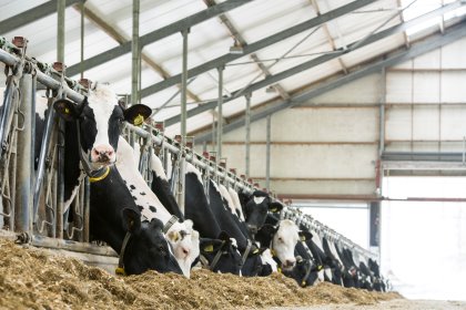 The business economic consequences of ketosis are greater than you might think. Photo: Nedap The business economic consequences of ketosis are greater than you might think. Photo: Nedap