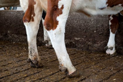 The most common causes of lameness are: laminitis, claw disease, digital dermatitis, and foot rot. Photo: Wick Natzijkl The most common causes of lameness are: laminitis, claw disease, digital dermatitis, and foot rot. Photo: Wick Natzijkl