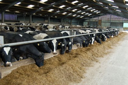The Food and Agriculture Organisation of the United Nations (FAO) estimates at least 25% of the world’s food crops are contaminated with mycotoxins. The Food and Agriculture Organisation of the United Nations (FAO) estimates at least 25% of the world’s food crops are contaminated with mycotoxins.