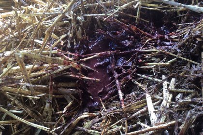 Looking out for calves that appear depressed, are eating less or that have scour with fresh blood in it, can help detect cocci early. Looking out for calves that appear depressed, are eating less or that have scour with fresh blood in it, can help detect cocci early.