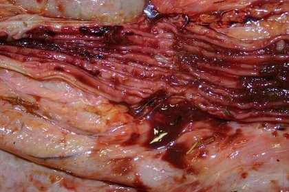 Coccidiosis can cause damage to gut lining. Coccidiosis can cause damage to gut lining.