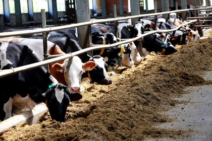 The ban has stopped the import of Lacto Energia – a feed additive for dairy cows developed jointly by Mustang and the Dutch company Daavision. Photo: Henk Riswick The ban has stopped the import of Lacto Energia – a feed additive for dairy cows developed jointly by Mustang and the Dutch company Daavision. Photo: Henk Riswick