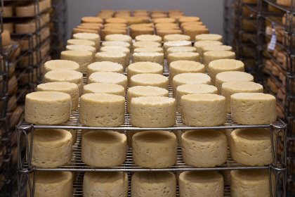 The project is expected to make Moscow Oblast the Russian biggest cheese producer. Photo: Anthony Arnaud, Pixabay The project is expected to make Moscow Oblast the Russian biggest cheese producer. Photo: Anthony Arnaud, Pixabay