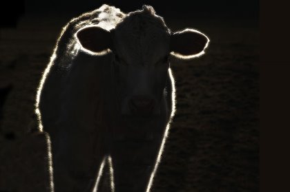 SARA will affect feed efficiency, therefore increasing feeding costs, due mainly to the decrease of fibre digestibility. Photo: Shutterstock SARA will affect feed efficiency, therefore increasing feeding costs, due mainly to the decrease of fibre digestibility. Photo: Shutterstock