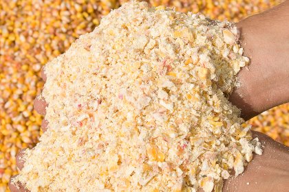 ELVUP - Corn Grain Particle Size. Photo: Sébastien Champion, SPACE ELVUP - Corn Grain Particle Size. Photo: Sébastien Champion, SPACE
