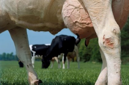 Photo: MSD Animal Health Photo: MSD Animal Health