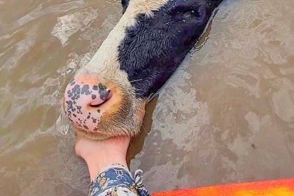 A kayaker tries to lead a cow to safety. Photo: Oscar Watson-Sutherland A kayaker tries to lead a cow to safety. Photo: Oscar Watson-Sutherland
