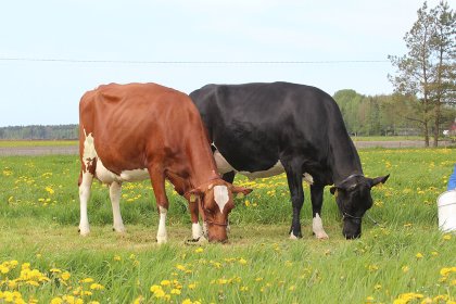 It is possible to improve livestock resistance through breeding for better herd health. Photo: PBS/VikingGenetics It is possible to improve livestock resistance through breeding for better herd health. Photo: PBS/VikingGenetics