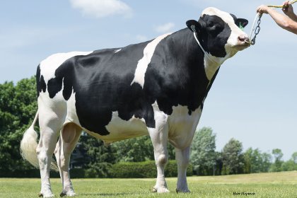 ‘Swissbec Brekem’, an Immunity+ bull. Source: Semex ‘Swissbec Brekem’, an Immunity+ bull. Source: Semex