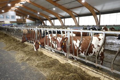 The Ayrshire cows have a firm physique and good, compact udders. Photo: Henk Riswick The Ayrshire cows have a firm physique and good, compact udders. Photo: Henk Riswick