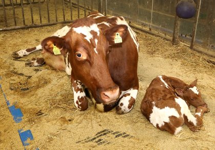Ayrshire is a breed that needs little assistance calving. Photo: Henk Riswick Ayrshire is a breed that needs little assistance calving. Photo: Henk Riswick