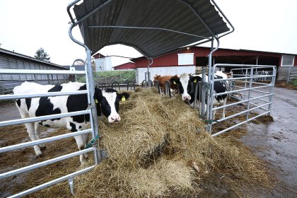 Out of the 62 cows, 28 are Holstein and 34 are Ayrshire. Photo: Henk Riswick Out of the 62 cows, 28 are Holstein and 34 are Ayrshire. Photo: Henk Riswick
