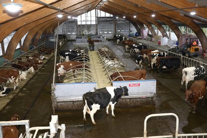 The cows can go outside all year on a paved range next to the barn and only stay indoors when the weather is extremely bad. Photo: Henk Riswick The cows can go outside all year on a paved range next to the barn and only stay indoors when the weather is extremely bad. Photo: Henk Riswick
