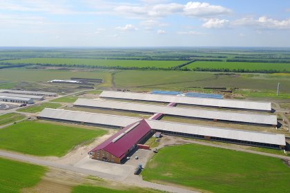 Between the end of 2019 and 30 April 2020, EkoNiva pushed its dairy herd to 103,475 from 97,600. Photo: Vladislav Vorotnikov Between the end of 2019 and 30 April 2020, EkoNiva pushed its dairy herd to 103,475 from 97,600. Photo: Vladislav Vorotnikov