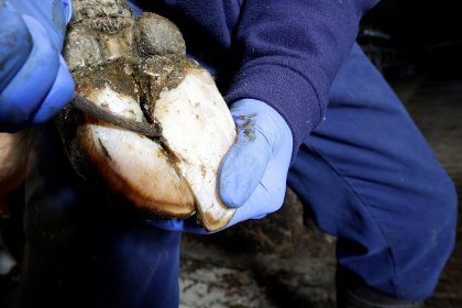 The study showed 20% lower odds of sole ulcers in the following lactation for hoof trimmed cows. Photo: Ruud Ploeg The study showed 20% lower odds of sole ulcers in the following lactation for hoof trimmed cows. Photo: Ruud Ploeg