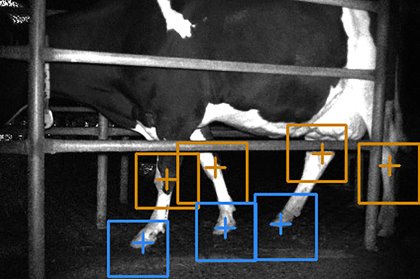 A computer image with the detection of carpal/tarsal joints in orange and hooves in blue. Photo: John Gardenier A computer image with the detection of carpal/tarsal joints in orange and hooves in blue. Photo: John Gardenier