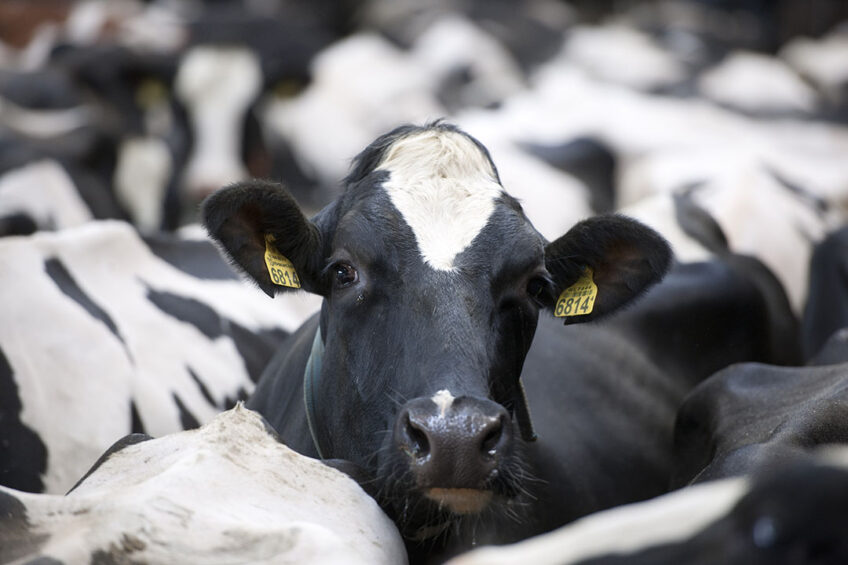 Cooking of proteins can be adapted to optimise the animals digestibility, depending on the species or physiological stage of the animal. Photo: Mark Pasveer