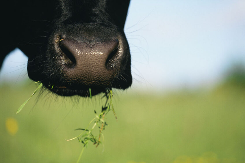 Dairy diary: January's business update