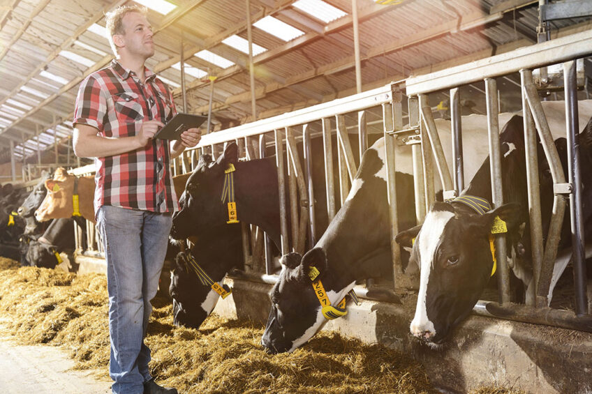 Activity Monitoring Systems (AMS) that use Cow Locating beacons can be ready to bring cow and herd insights to life with Augmented Reality (AR) after upgrading to the AR service. Photo: Nedap