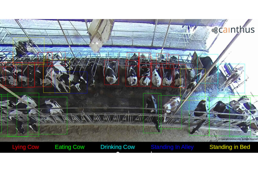 The Alus technology relies on a smart camera system that observes each pen 24 hours a day, 7 days a week, 365 days a year. Photo: Cainthus
