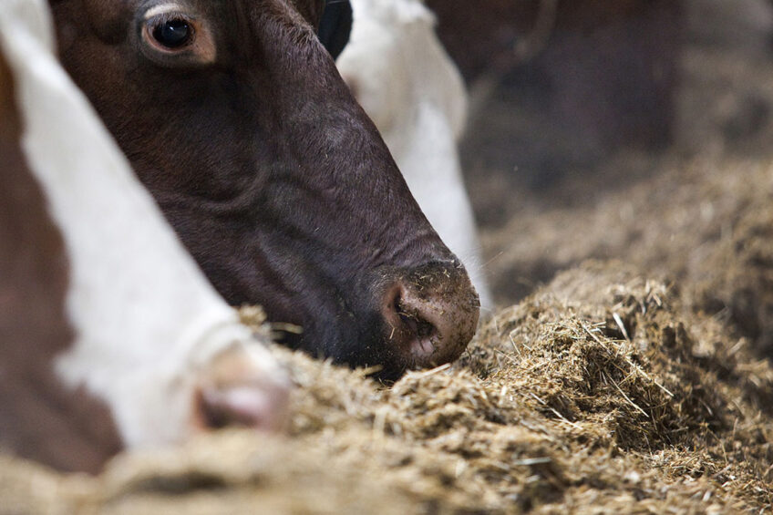 Mumbai dairy farmers raise red flag over delayed feed