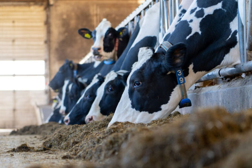 Western sanctions also impacted the Russian dairy industry, Belov said, adding that there are issues around supplying import equipment, spare parts, veterinary drugs, and so on. Photo: Jan Willem Schouten