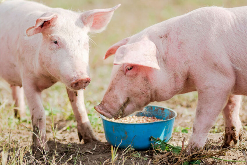 Researchers have discovered mechanisms in the way that L. intracellularis influences feed efficacy. Photo: Canva