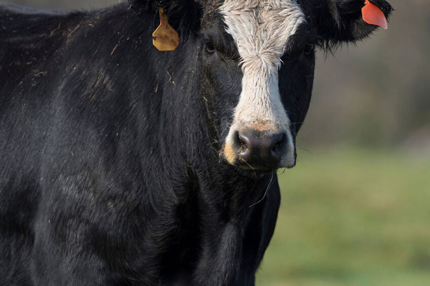 BSE was diagnosed on a farm in the province South Holland during “active surveillance” of a dead beef cow. Photo: Canva