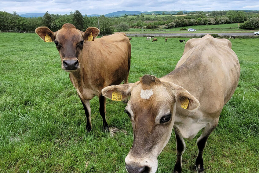 Although the results of the government commissioned tests on the cattle feed have found no toxins present, toxin-producing bacteria were cultured from samples. Photo: Chris McCullough