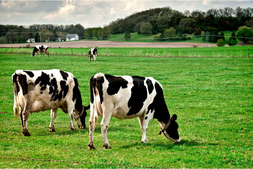 Haselbury Plucknett's move to regenerative farming came when their cows actively sought out an area of a field to graze that had not been sprayed, which led them to go down the organic route. Photo: Canva
