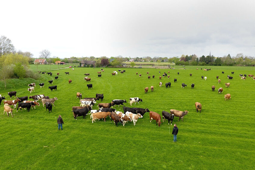 Dairy farmers are furious and have blamed the government for putting the future of Ireland’s multi-billion euro dairy industry in jeopardy. Photo: Henk Riswick