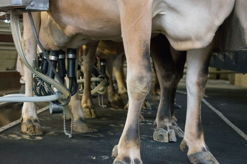 Last year Zimbabwe's dairy sector produced 91 million litres of milk against an annual demand of 130 million litres and this year, it is targeting to increase production to at least 110 million litres of milk. Photo: Canva
