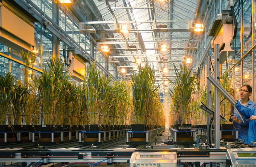 The UK government has funded £3.3million to research clover use at the National Plant Phenomics Centre, IBERS, Aberystwyth University. Photo: Vince Jones - Whole Picture