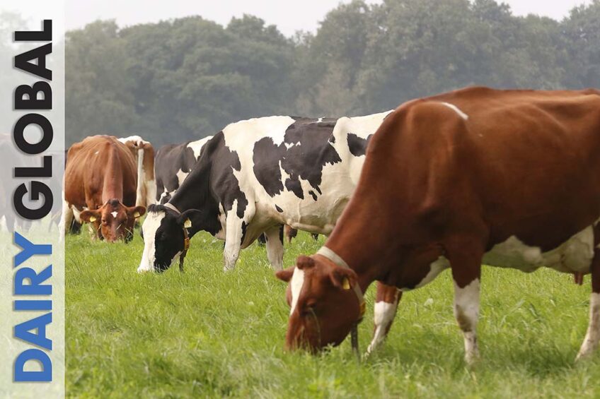 Aalten, beter leven Suzanne Ruesink melkveehouderij.
fotografie Hans Prinsen