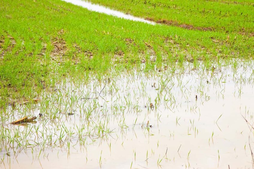 . Dairy farmers are having a dreadful time with the desperate weather conditions. Photo: Canva