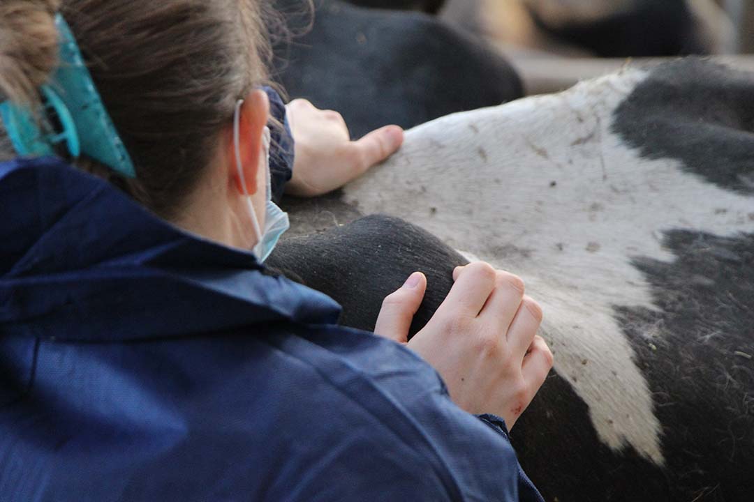 Milk production in multiparous cows treated by an osteopath was higher than in the control group in the two weeks following treatment. * : significant differences between the two groups (P<0.05) / NS : non-significant differences between the two groups. Photo: EFOA and Lab To Field