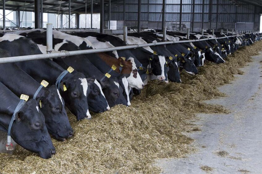 The farm, designed to house 18,000 heads of cattle, including 8,200 cows, is set to produce 240 tonnes of milk per day. Photo: Dennis Beek