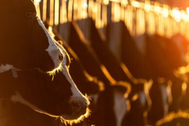 Rinse Jan Boersma, founder of Beluga Animal Health comments: “Although the dairy sector already made important steps in more responsible antibiotic use and implementing technology to monitor animal behaviour and health for example, we still must step up. Photo: Canva