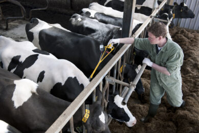 Where and how much are the global losses due to dairy cattle diseases?