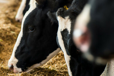 Belarusian dairy is experiencing the same problems as all other industries [of the Belarussian economy]. One of them, a decrease in income from exports to Russia, is associated with the weakening of the Russian rouble. Photo: Canva