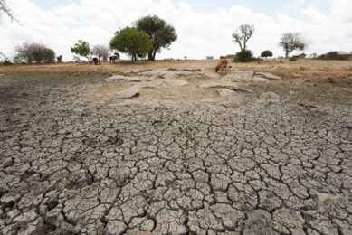 Severe drought is one of the factors that severely impacts the African feed and fodder system and it has led to substantial livestock losses. Photo: ANP / Eyevine