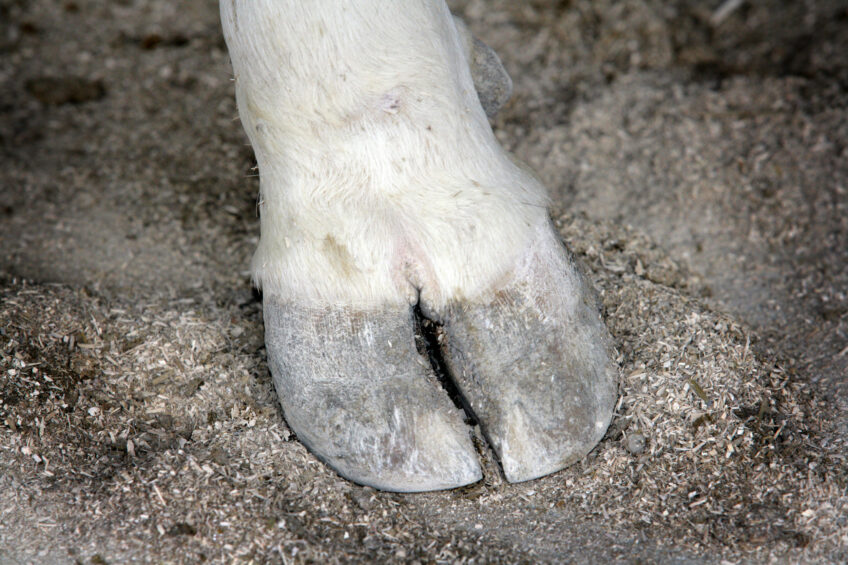In addition to a vaccine bank, a relatively new Canadian government organisation called Animal Health Canada has established the ‘FMD Project’, which includes the development of a Vaccination Implementation Support Structure and an Integrated Emergency Response Plan. Photo: Henk Riswick