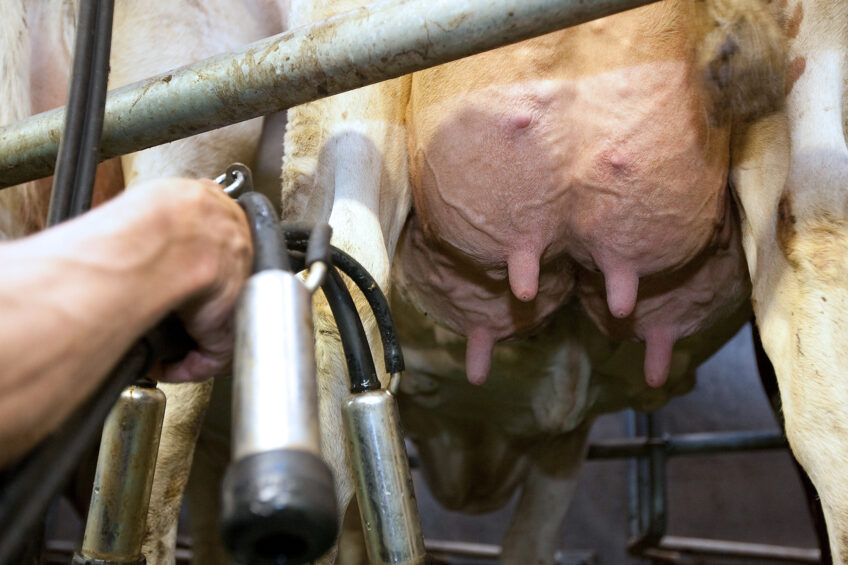Stamping out lameness in UK’s dairy herd